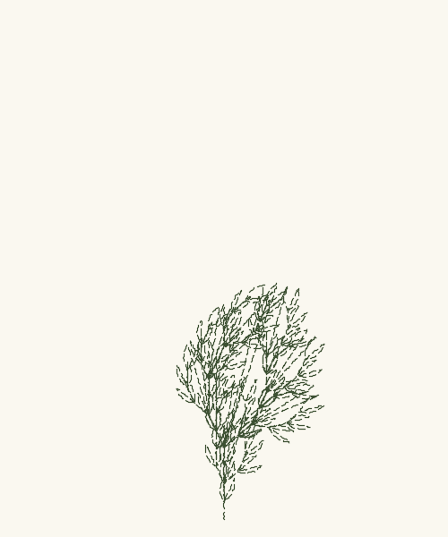 Dashed Sapling