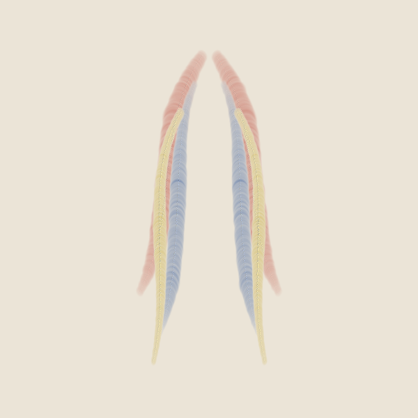 Oil Bilateral Symmetry